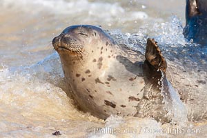 Pacific harbor seal, an sand at the edge of the sea, Phoca vitulina richardsi, La Jolla, California