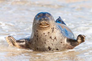 Pacific harbor seal, an sand at the edge of the sea, Phoca vitulina richardsi, La Jolla, California