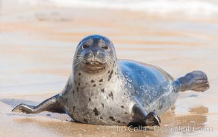 Pacific harbor seal, an sand at the edge of the sea, Phoca vitulina richardsi, La Jolla, California