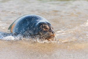 Pacific harbor seal, an sand at the edge of the sea, Phoca vitulina richardsi, La Jolla, California