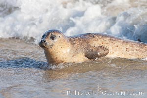 Pacific harbor seal, an sand at the edge of the sea, Phoca vitulina richardsi, La Jolla, California