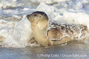 Pacific Harbor Seal on the Beach at Children's Pool in La Jolla, Phoca vitulina richardsi