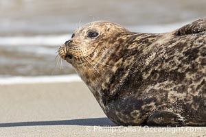 Pacific Harbor Seal on the Beach at Children's Pool, Phoca vitulina richardsi, La Jolla, California