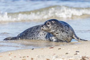 Pacific harbor seal at the Childrens Pool. La Jolla, California