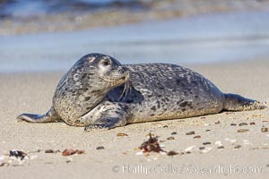 Pacific harbor seal at the Childrens Pool. La Jolla, California