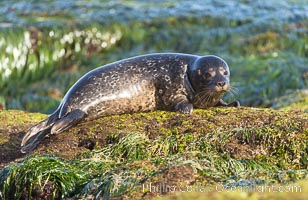 Pacific harbor seal at the Childrens Pool. La Jolla, California, Phoca vitulina richardsi