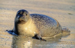 A Pacific harbor seal hauls out on a sandy beach.  This group of harbor seals, which has formed a breeding colony at a small but popular beach near San Diego, is at the center of considerable controversy.  While harbor seals are protected from harassment by the Marine Mammal Protection Act and other legislation, local interests would like to see the seals leave so that people can resume using the beach, Phoca vitulina richardsi, La Jolla, California