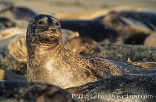 Pacific harbor seals rest while hauled out on a sandy beach.  This group of harbor seals, which has formed a breeding colony at a small but popular beach near San Diego, is at the center of considerable controversy.  While harbor seals are protected from harassment by the Marine Mammal Protection Act and other legislation, local interests would like to see the seals leave so that people can resume using the beach, Phoca vitulina richardsi, La Jolla, California