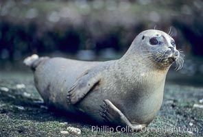 A Pacific harbor seal hauls out on a rock.  This group of harbor seals, which has formed a breeding colony at a small but popular beach near San Diego, is at the center of considerable controversy.  While harbor seals are protected from harassment by the Marine Mammal Protection Act and other legislation, local interests would like to see the seals leave so that people can resume using the beach, Phoca vitulina richardsi, La Jolla, California