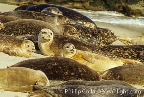 Pacific harbor seals rest while hauled out on a sandy beach.  This group of harbor seals, which has formed a breeding colony at a small but popular beach near San Diego, is at the center of considerable controversy.  While harbor seals are protected from harassment by the Marine Mammal Protection Act and other legislation, local interests would like to see the seals leave so that people can resume using the beach, Phoca vitulina richardsi, La Jolla, California