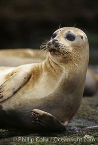 A Pacific harbor seal hauls out on a rock.  This group of harbor seals, which has formed a breeding colony at a small but popular beach near San Diego, is at the center of considerable controversy.  While harbor seals are protected from harassment by the Marine Mammal Protection Act and other legislation, local interests would like to see the seals leave so that people can resume using the beach, Phoca vitulina richardsi, La Jolla, California