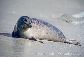 A Pacific harbor seal hauls out on a sandy beach.  This group of harbor seals, which has formed a breeding colony at a small but popular beach near San Diego, is at the center of considerable controversy.  While harbor seals are protected from harassment by the Marine Mammal Protection Act and other legislation, local interests would like to see the seals leave so that people can resume using the beach, Phoca vitulina richardsi, La Jolla, California