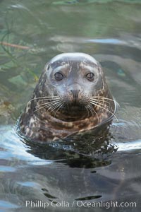 A Pacific harbor seal eyes the photographer while swimming in the shallows.  This group of harbor seals, which has formed a breeding colony at a small but popular beach near San Diego, is at the center of considerable controversy.  While harbor seals are protected from harassment by the Marine Mammal Protection Act and other legislation, local interests would like to see the seals leave so that people can resume using the beach, Phoca vitulina richardsi, La Jolla, California