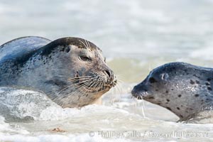 Pacific harbor seal, mother and pup, Phoca vitulina richardsi, La Jolla, California