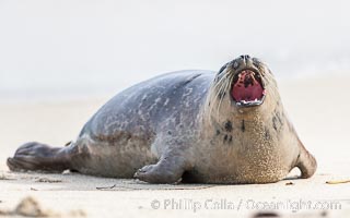 Pacific harbor seal, Phoca vitulina richardsi, La Jolla, California