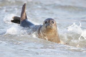 Pacific harbor seal, Childrens Pool, Phoca vitulina richardsi, La Jolla, California