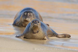 Pacific harbor seal on wet sandy beach.