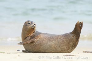 Pacific harbor seal stretches on a sandy beach, Phoca vitulina richardsi, La Jolla, California