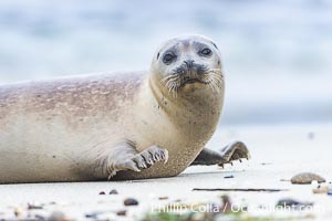 Pacific Harbor Seal in La Jolla, Phoca vitulina richardsi