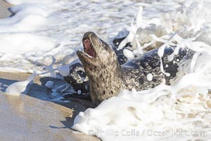 Pacific harbor seal, mother and pup, on sand at the edge of the sea, La Jolla, California