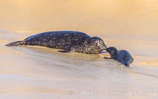 Pacific harbor seal, mother and pup, on sand at the edge of the sea, La Jolla, California