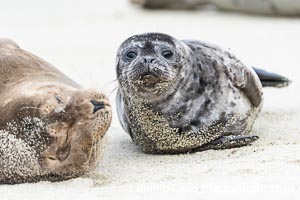 Pacific harbor seal mother and pup, on sand beach in La Jolla, Phoca vitulina richardsi