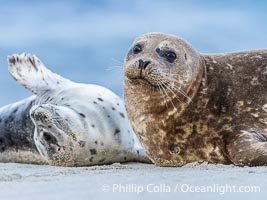 Pacific harbor seal mother and pup, on sand beach in La Jolla, Phoca vitulina richardsi