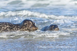 Pacific Harbor Seal Mother and Pup on the Beach in San Diego. They will remain close for four to six weeks until the pup is weaned from its mother's milk, Phoca vitulina richardsi, La Jolla, California