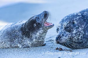 Pacific Harbor Seal Mother and Pup on the Beach in San Diego. They will remain close for four to six weeks until the pup is weaned from its mother's milk, Phoca vitulina richardsi, La Jolla, California