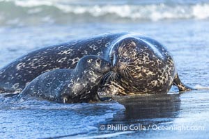 Pacific Harbor Seal Mother and Pup on the Beach in San Diego. They will remain close for four to six weeks until the pup is weaned from its mother's milk, Phoca vitulina richardsi, La Jolla, California