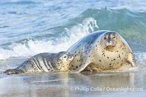 Pacific Harbor Seal Mother and Pup on the Beach in San Diego. They will remain close for four to six weeks until the pup is weaned from its mother's milk, Phoca vitulina richardsi, La Jolla, California