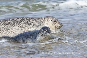 Pacific Harbor Seal Mother and Pup on the Beach in San Diego. They will remain close for four to six weeks until the pup is weaned from its mother's milk, Phoca vitulina richardsi, La Jolla, California