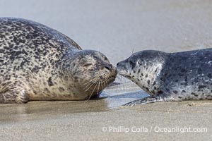 Pacific Harbor Seal Mother and Pup on the Beach in San Diego. They will remain close for four to six weeks until the pup is weaned from its mother's milk, Phoca vitulina richardsi, La Jolla, California