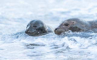 Pacific Harbor Seal Mother and Newborn Pup Emerge from the Ocean, they will remain close for four to six weeks until the pup is weaned from its mother's milk, Phoca vitulina richardsi, La Jolla, California