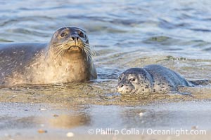 Pacific Harbor Seal Mother and Pup Emerge from the Ocean, they will remain close for four to six weeks until the pup is weaned from its mother's milk, Phoca vitulina richardsi, La Jolla, California