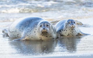Pacific Harbor Seal Mother and Pup Emerge from the Ocean, they will remain close for four to six weeks until the pup is weaned from its mother's milk, Phoca vitulina richardsi, La Jolla, California