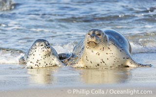 Pacific Harbor Seal Mother and Pup Emerge from the Ocean, they will remain close for four to six weeks until the pup is weaned from its mother's milk, Phoca vitulina richardsi, La Jolla, California