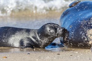 Pacific harbor seal mother nursing/feeding her pup, La Jolla, California