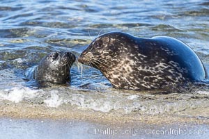 Pacific harbor seal mother nurtures her pup, La Jolla, California