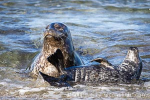 Pacific harbor seal mother nurtures her pup, La Jolla, California