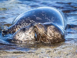 Pacific harbor seal mother nurtures her pup, La Jolla, California