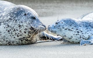 A mother Pacific harbor seal nuzzles her pup, born a few days earlier. The pup must bond and imprint on its mother quickly, and the pair will constantly nuzzle and rub against one another in order to solidify that bond, Phoca vitulina richardsi