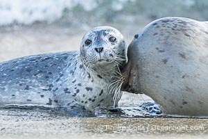A mother Pacific harbor seal nuzzles her pup, born a few days earlier. The pup must bond and imprint on its mother quickly, and the pair will constantly nuzzle and rub against one another in order to solidify that bond, Phoca vitulina richardsi