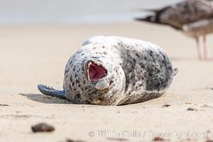 Pacific harbor seal pup, Phoca vitulina richardsi, La Jolla, California