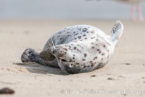 Pacific harbor seal pup, Phoca vitulina richardsi, La Jolla, California