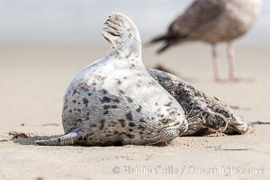 Pacific harbor seal pup, Phoca vitulina richardsi, La Jolla, California