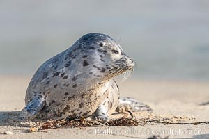 Pacific harbor seal pup, Phoca vitulina richardsi, La Jolla, California