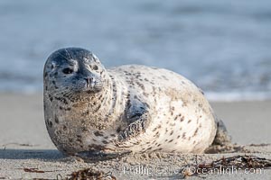 Pacific harbor seal pup, Phoca vitulina richardsi, La Jolla, California