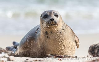 Pacific harbor seal, Phoca vitulina richardsi, La Jolla, California