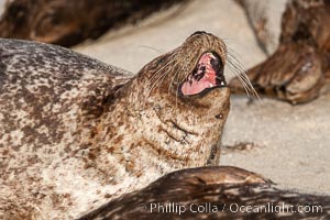 Pacific harbor seal, yawning, Phoca vitulina richardsi, La Jolla, California
